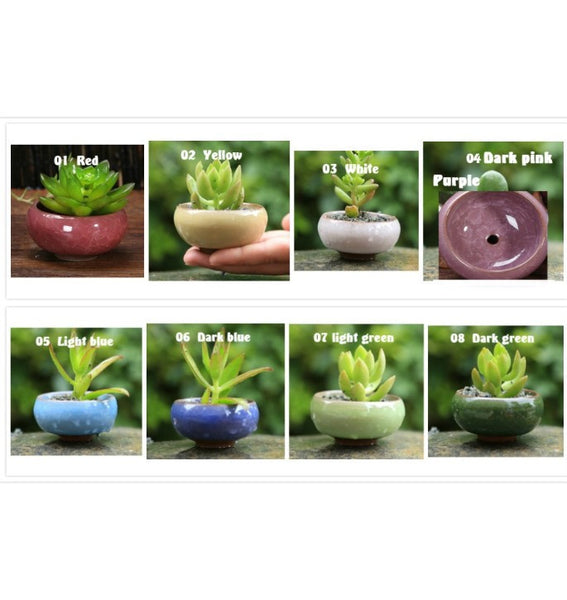 Mini Round Juicy Plants Flowers Vase